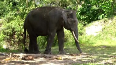 Hayvanat bahçesindeki Sumatra fili