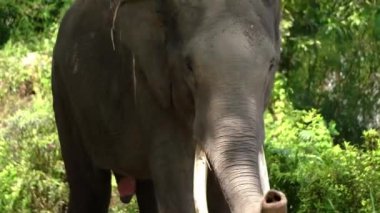 Hayvanat bahçesindeki Sumatran Fil 'in fotoğrafını kapat.