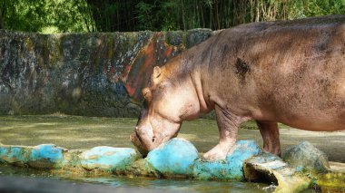 Hayvanat bahçesindeki bir su aygırının fotoğrafı.