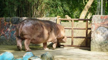Hayvanat bahçesindeki bir su aygırının fotoğrafı.