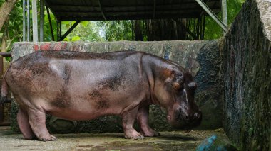 Hayvanat bahçesindeki bir su aygırının fotoğrafı.