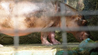 Hayvanat bahçesindeki bir su aygırının fotoğrafı.