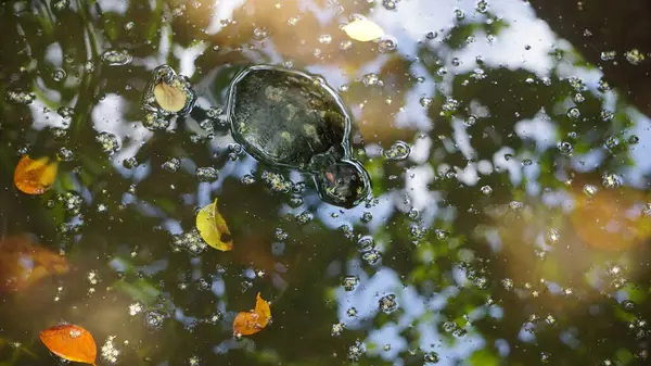 Kaplumbağa Başı Suyun Üzerinde Göle Kısmen Battı