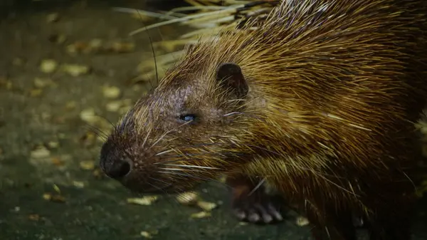 Hayvanat bahçesindeki Kirpi Grubu