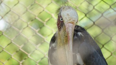 Marabou Leyleği Hayvanat Bahçesinin İçinde Hareket Ediyor