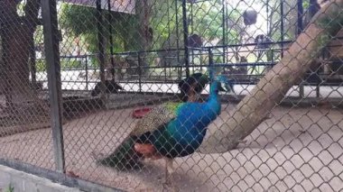 Tavuskuşu Hayvanat bahçesinde volta atma
