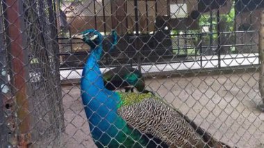 Tavuskuşu Hayvanat bahçesinde volta atma