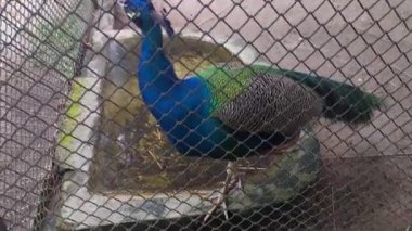 Tavuskuşu Hayvanat bahçesinde volta atma