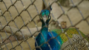Hayvanat bahçesinde volta atarken çekilmiş bir fotoğraf.