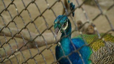 Hayvanat bahçesinde volta atarken çekilmiş bir fotoğraf.