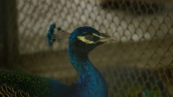 Hayvanat bahçesinde volta atarken çekilmiş bir fotoğraf.
