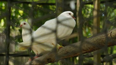 Hayvanat bahçesindeki güvercinler