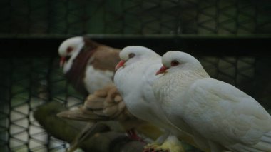 Hayvanat bahçesindeki güvercinler