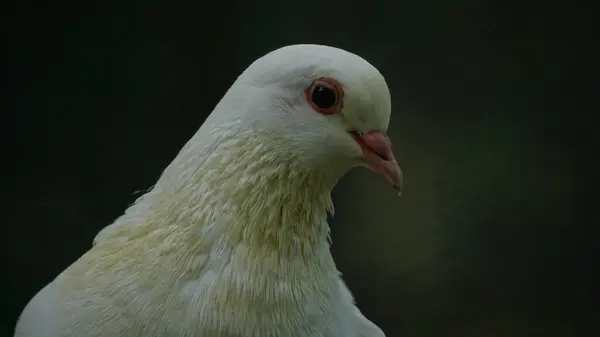 Hayvanat bahçesindeki güvercinler