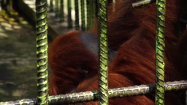 Demir Kafesteki Orangutan üzgün ve tecrit edilmiş görünüyor.