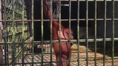 Demir Kafesteki Orangutan üzgün ve tecrit edilmiş görünüyor.