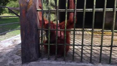 Demir Kafesteki Orangutan üzgün ve tecrit edilmiş görünüyor.