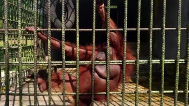 Orangutan demir kafeste mücadele ediyor, özgürlük arıyor gibi görünüyor.
