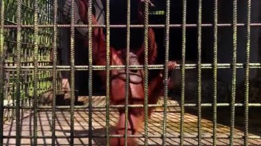 Orangutan demir kafeste mücadele ediyor, özgürlük arıyor gibi görünüyor.