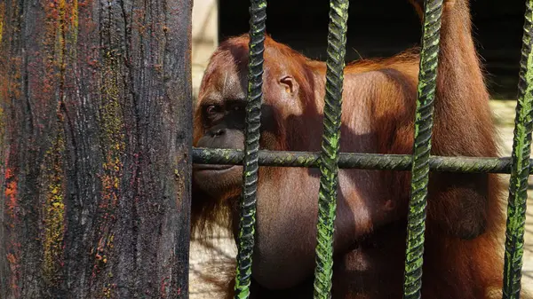 Demir Kafesteki Orangutan üzgün ve tecrit edilmiş görünüyor.