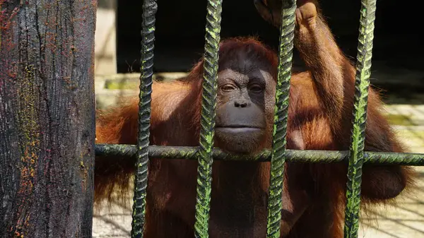 Demir Kafesteki Orangutan üzgün ve tecrit edilmiş görünüyor.
