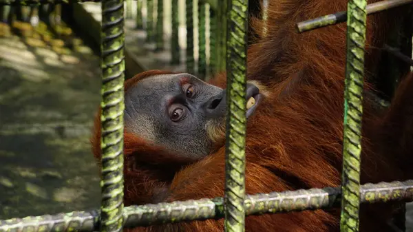 Demir Kafesteki Orangutan üzgün ve tecrit edilmiş görünüyor.