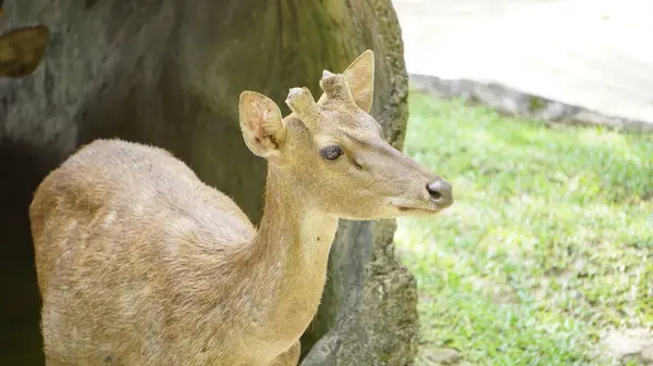 Geyik Avlama Hayvanat Bahçesi Koruması