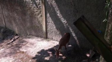 Dişi geyik hayvanat bahçesinde volta atıyor.