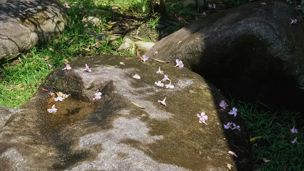 Büyük Taş Yüzeyinde Düşen Çiçekler