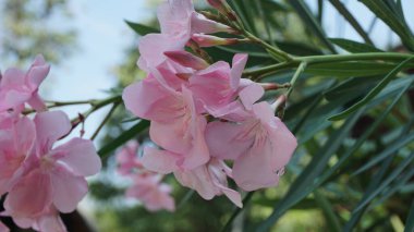 Bahçede açan güzel pembe çiçek