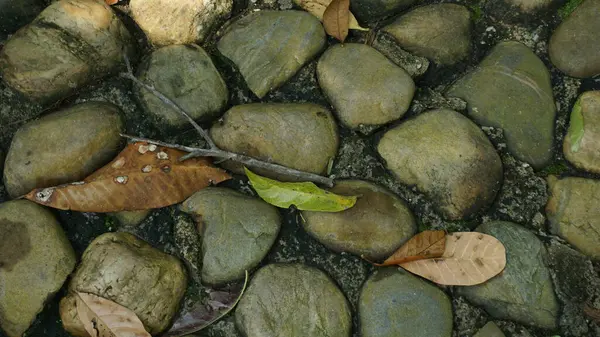 Yakın plan Düşmüş Yapraklar Şehir Parkı 'nda Bir Yol Açıyor
