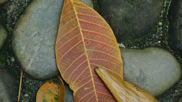 Yakın plan Düşmüş Yapraklar Şehir Parkı 'nda Bir Yol Açıyor