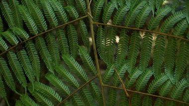 Şehir parkındaki Ağaçlardaki Yeşil Yaprakların Çeşitliliği