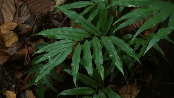Şehir parkındaki Ağaçlardaki Yeşil Yaprakların Çeşitliliği