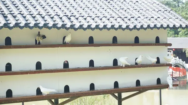 Yuva İçin Çoklu Kompartımanlı Güvercin Kafesi