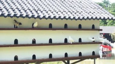 İçinde Kuşlar tünemiş Güvercin Kafesi