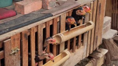 Arka bahçedeki Kafesteki Tavuklar Kafalar Dışarı Bakıyor