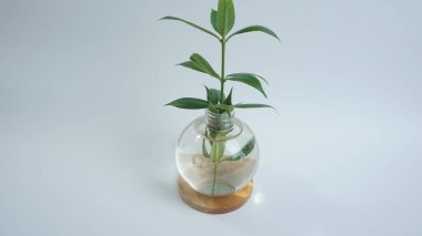 Masa Dekorasyonu İçin Suyla Açık Şişe İçinde Çiçekler