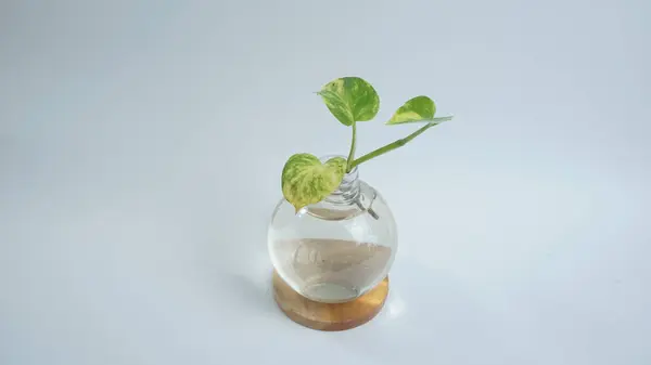 Masa Dekorasyonu İçin Suyla Açık Şişe İçinde Çiçekler