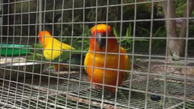 Güzel aşk kuşu Bir kafesin içine tünemiş