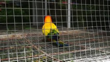 Güzel aşk kuşu Bir kafesin içine tünemiş