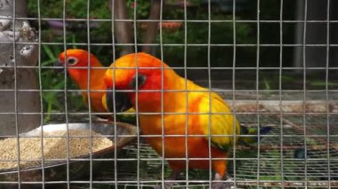 Güzel aşk kuşu Bir kafesin içine tünemiş
