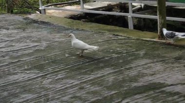 Güvercinler halka açık alanda Ziyaretçilerle Etkileşim içindedir