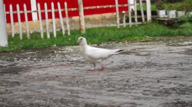 Güvercinler halka açık alanda Ziyaretçilerle Etkileşim içindedir