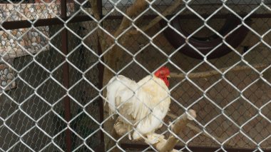 Pekin Tavuğu Kafesinde