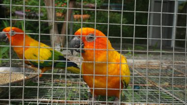 Kafesinin içinde renkli bir aşk kuşu