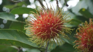 Olgun meyvelerle dolu Rambutan Ağacı