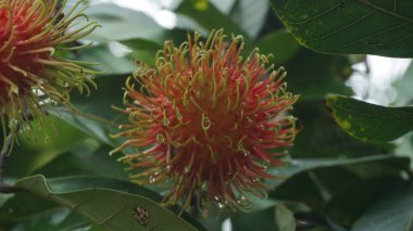 Olgun meyvelerle dolu Rambutan Ağacı