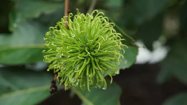 Olgun meyvelerle dolu Rambutan Ağacı