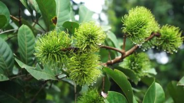 Olgun meyvelerle dolu Rambutan Ağacı